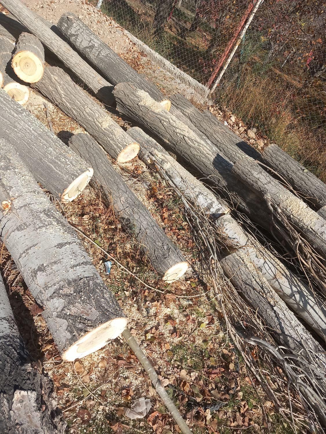 خریدانواع چوب خشک و تر|خدمات باغبانی و درختکاری|زنجان, |دیوار