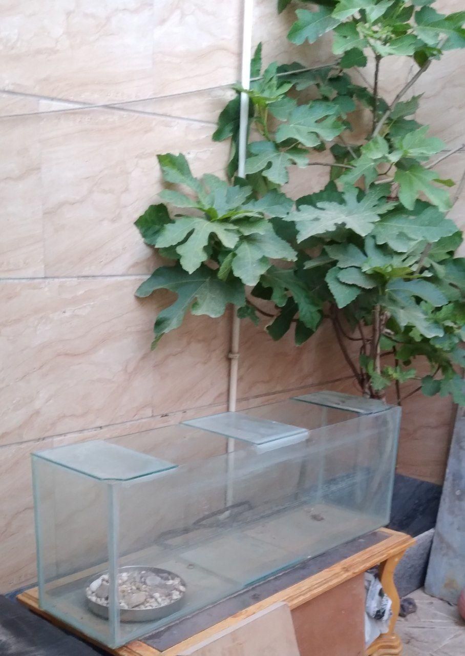 آکوارییوم بزرگ|ماهی|خاوران, |دیوار