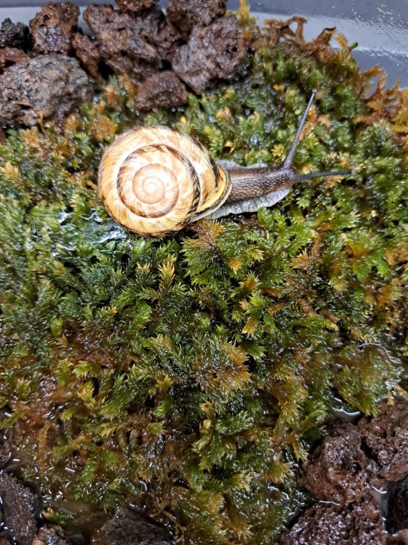 حلزون  Garden snail|خزنده|تهران, صفا|دیوار