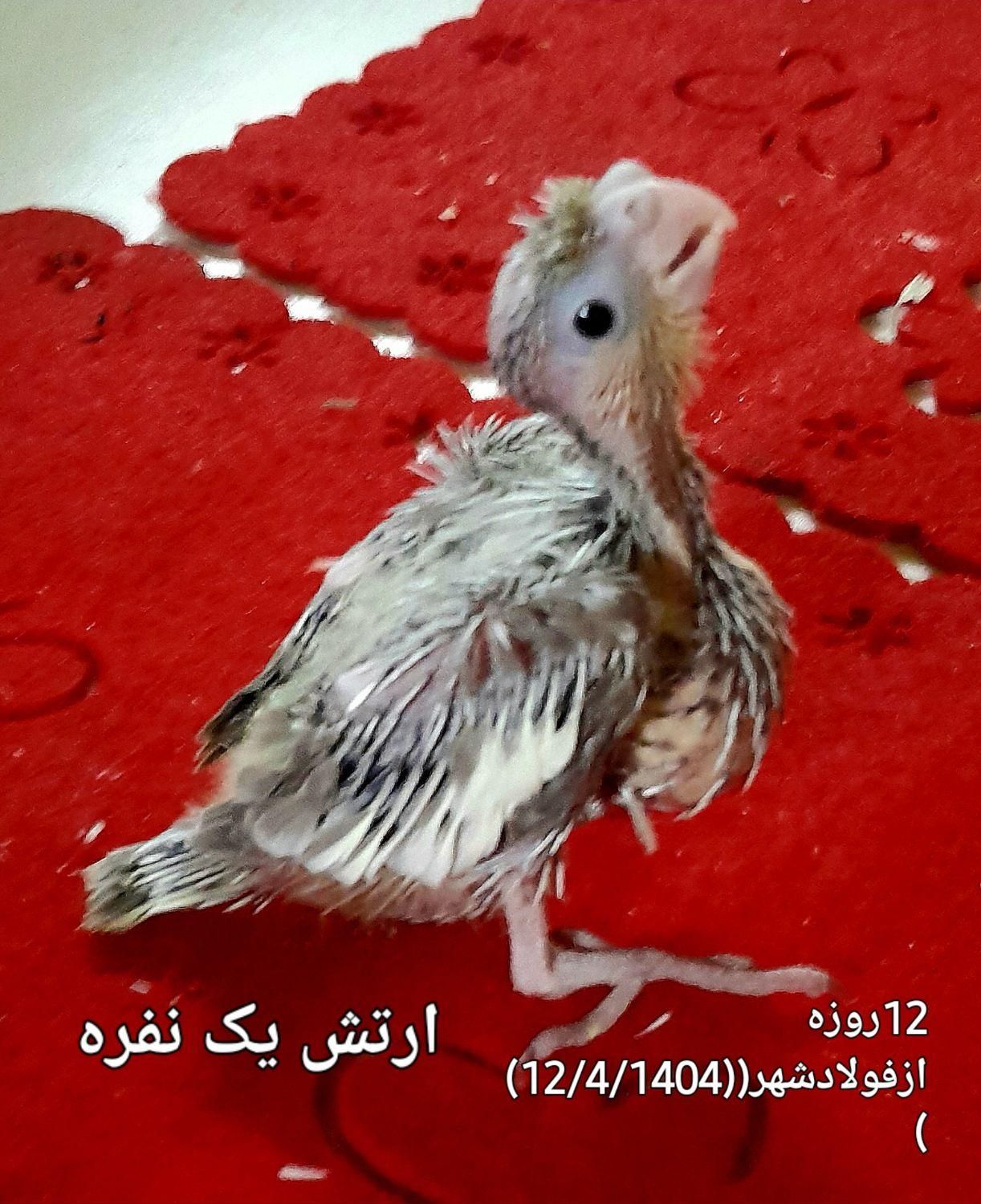 عروس هلندی دوماهه و چهار روزه با کیفیت|پرنده|فولادشهر, B5|دیوار