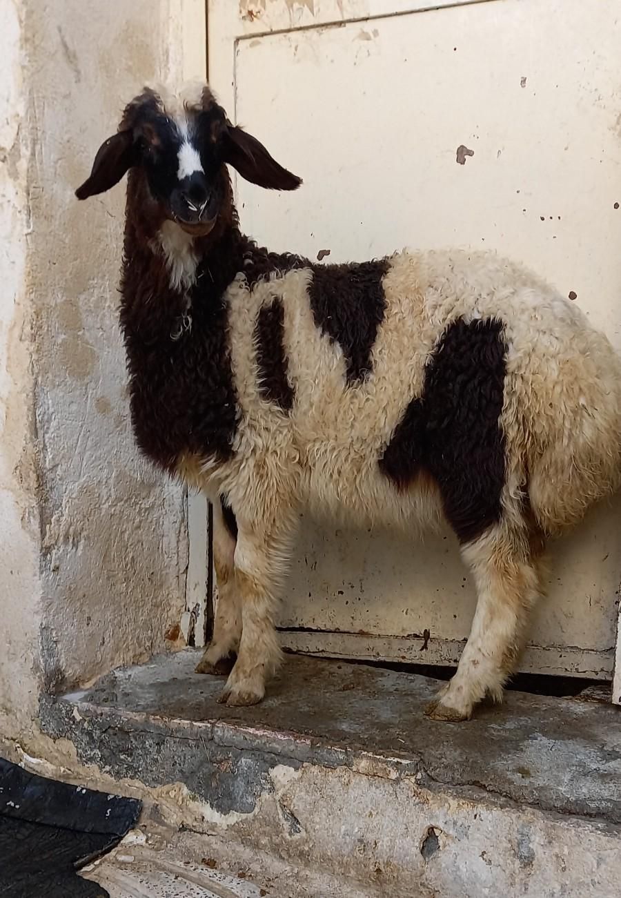 گوسفند زنده|حیوانات مزرعه|کرمانشاه, |دیوار