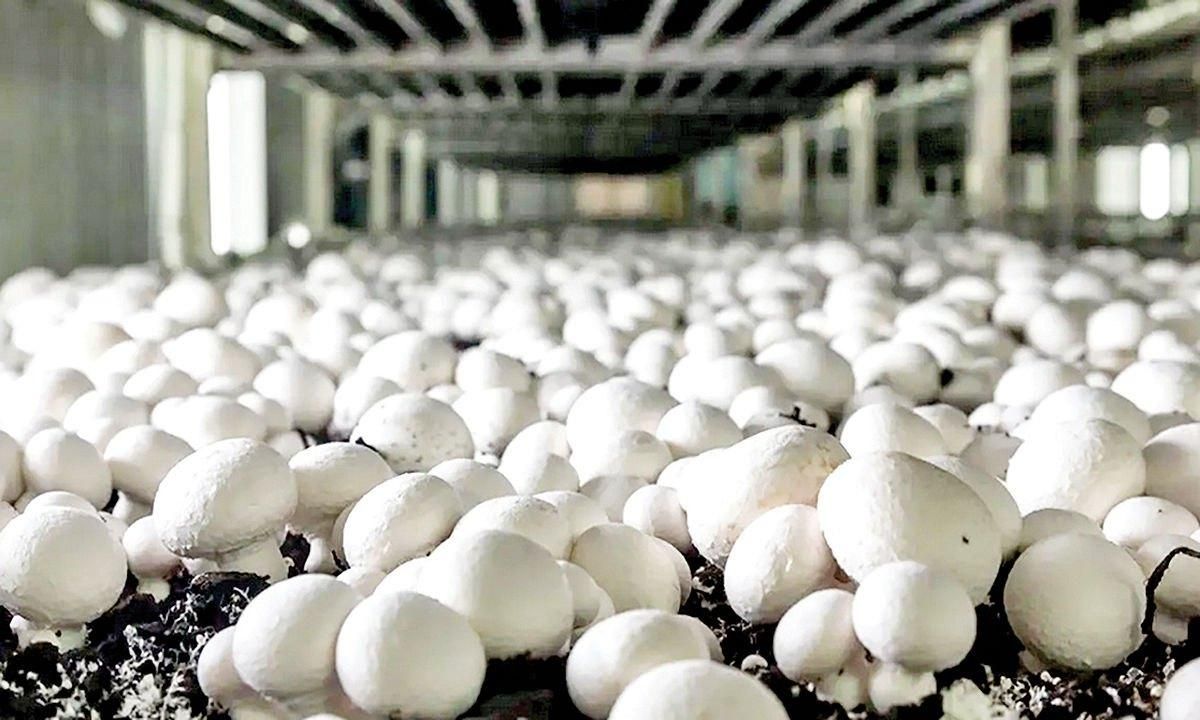 کارگاه آموزشی پرورش قارچ خوراکی با کارعملی وبازدید|خدمات آموزشی|ورامین, |دیوار