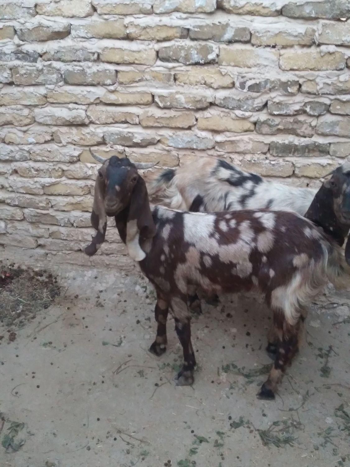 بز ماده|حیوانات مزرعه|چناران, |دیوار