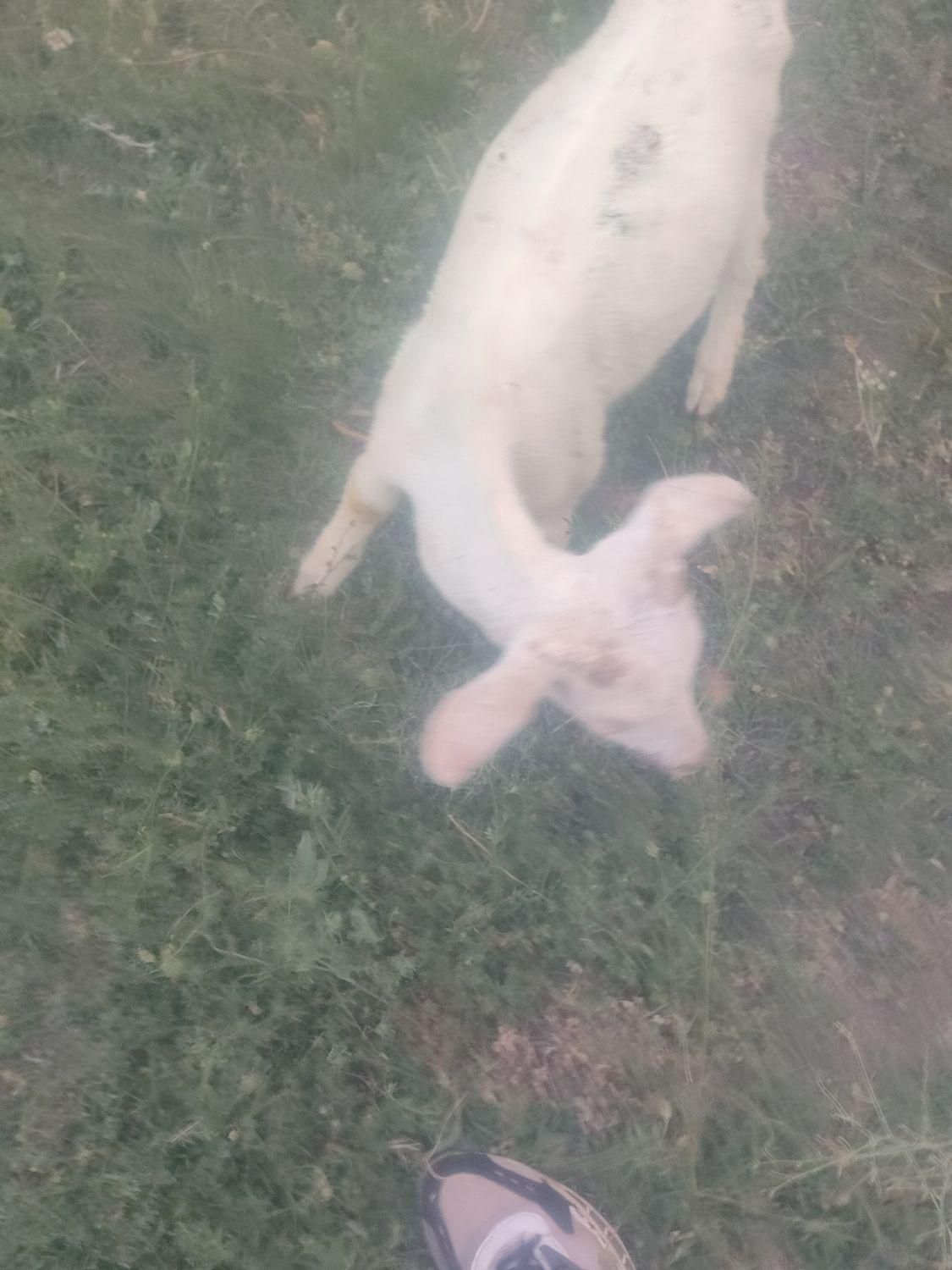 بزسانن|حیوانات مزرعه|مروست, |دیوار