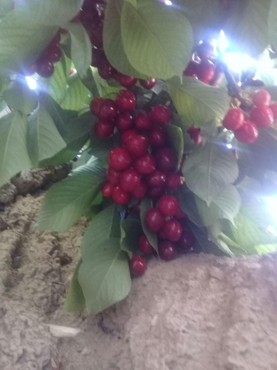 نهال پسته|خدمات باغبانی و درختکاری|تبریز, |دیوار