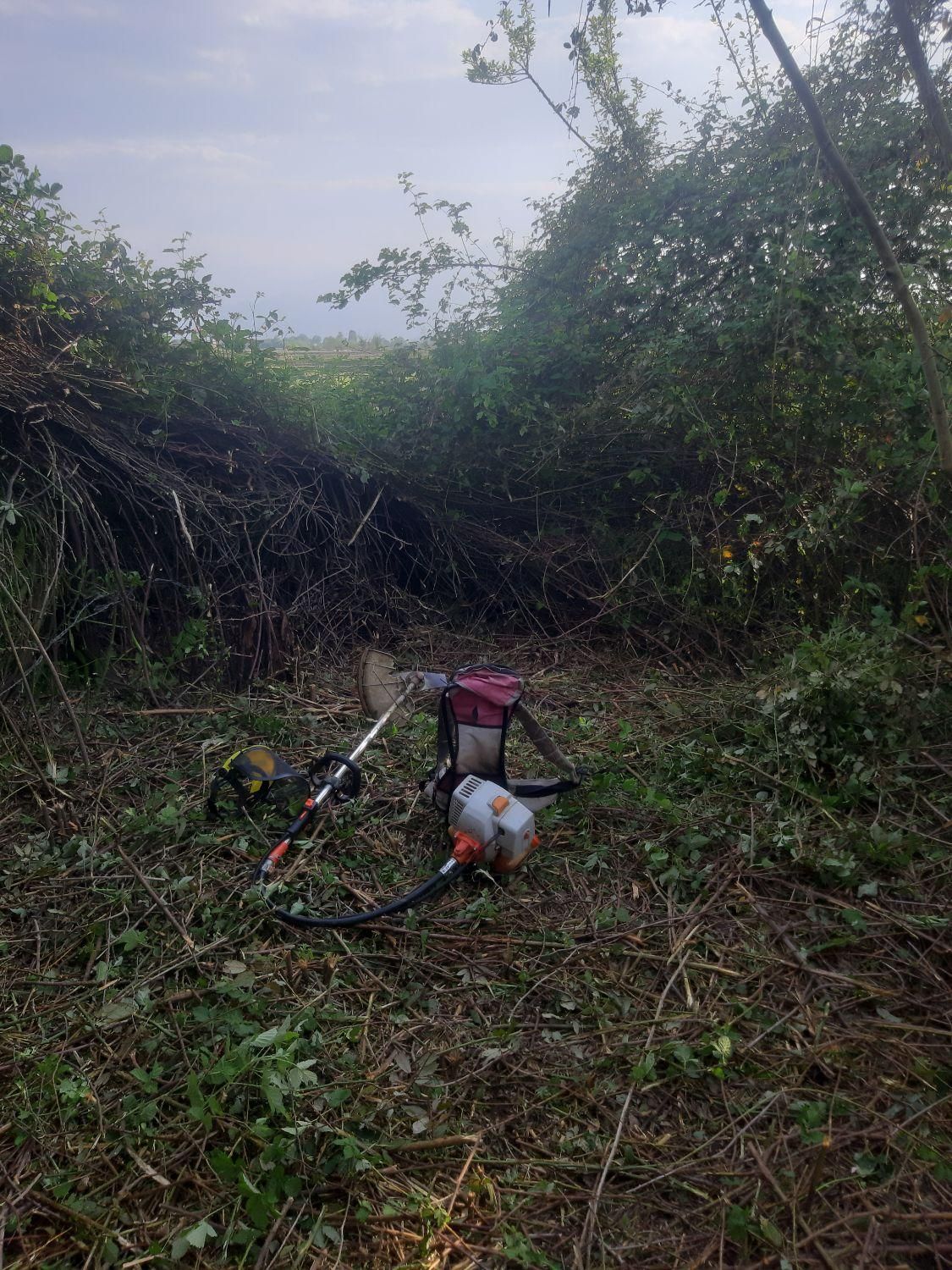 هرس علف های هرز و قطع درخت|خدمات باغبانی و درختکاری|فومن, |دیوار