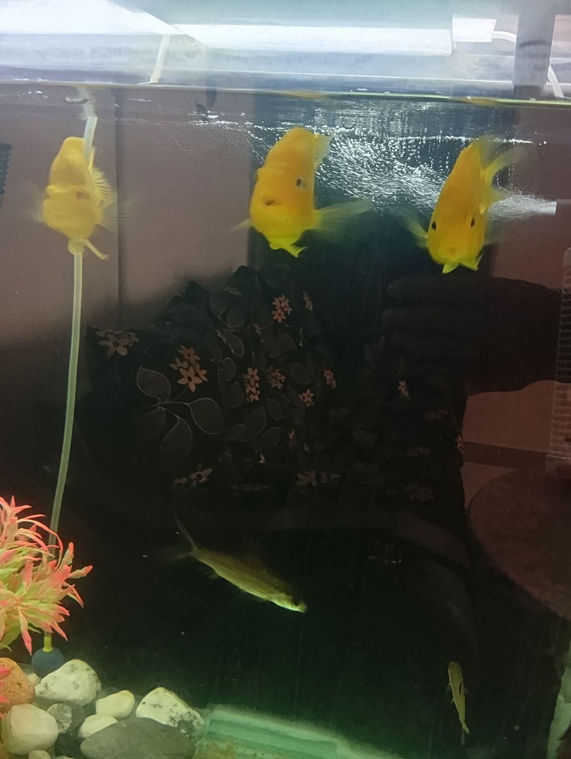 آکواریوم به همراه ماهی|ماهی|مشکین‌دشت, |دیوار