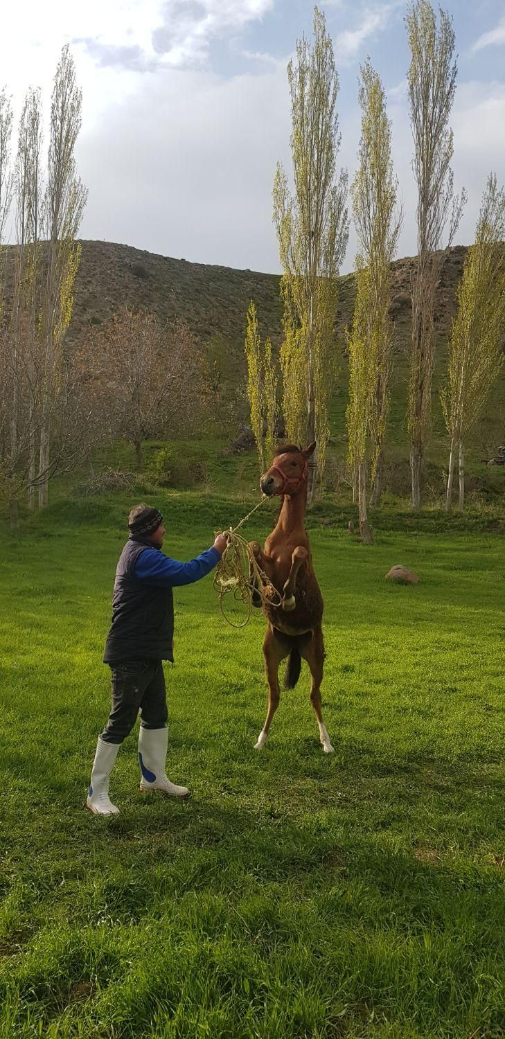 اسب|اسب و تجهیزات اسب‌سواری|اردبیل, |دیوار