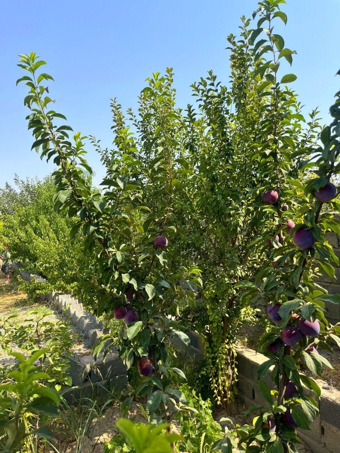 زمین ۲۱۳ متری با امکانت عالی|فروش زمین و ملک کلنگی|تهران, شهرک ولیعصر جنوبی|دیوار