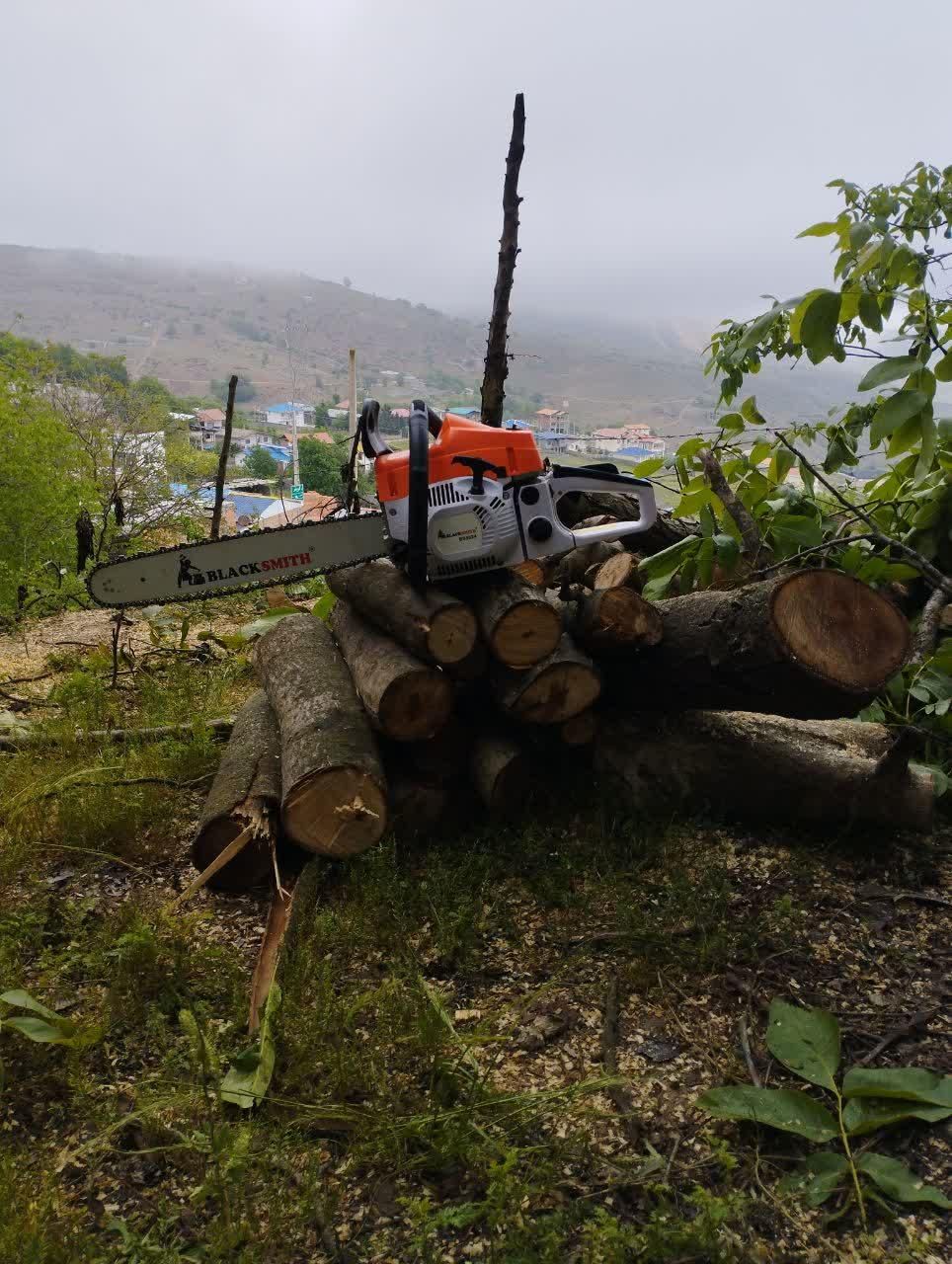 قطع وهرس درخت با اره موتور، فروش چوب گردو|خدمات باغبانی و درختکاری|چالوس, |دیوار