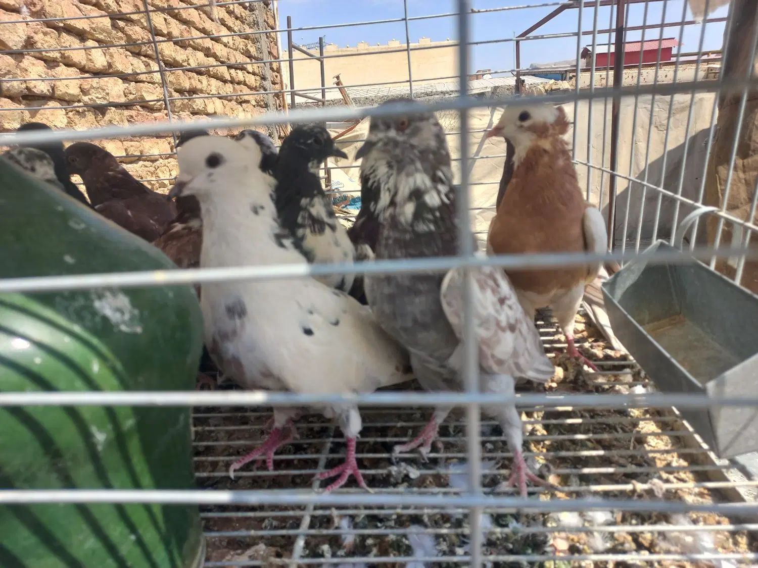 پرنده|پرنده|اصفهان, گلزار|دیوار