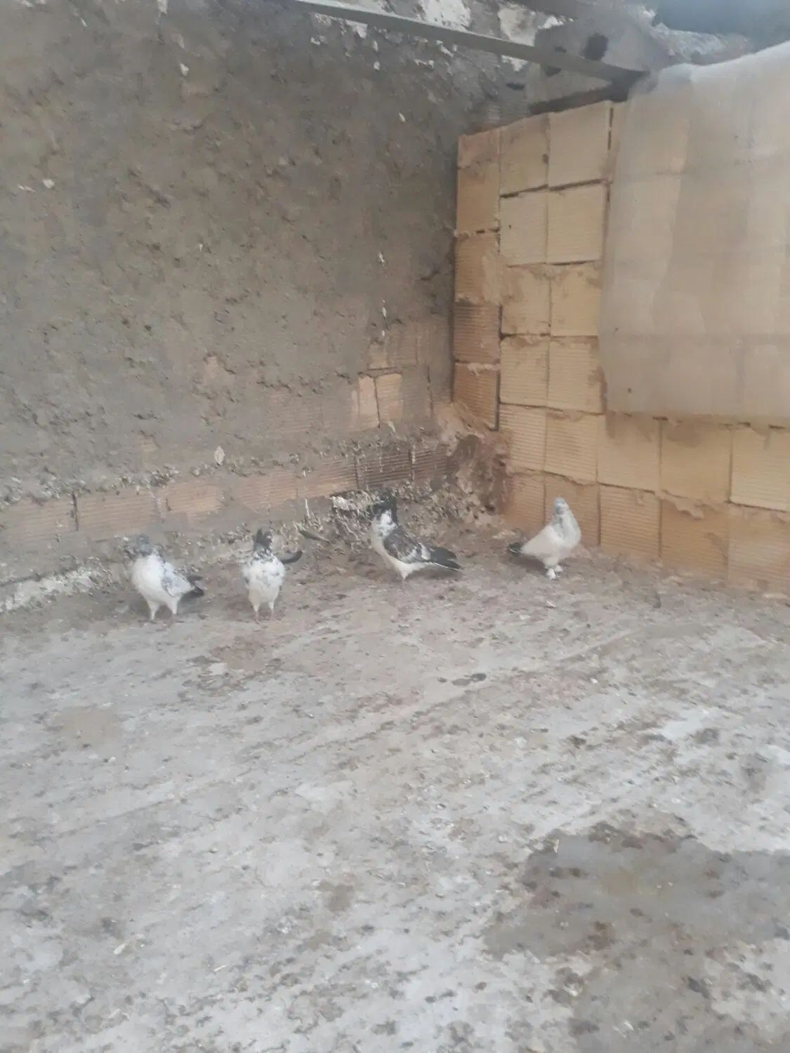 کبوتر کاشونی|پرنده|اصفهان, ارغوانیه|دیوار