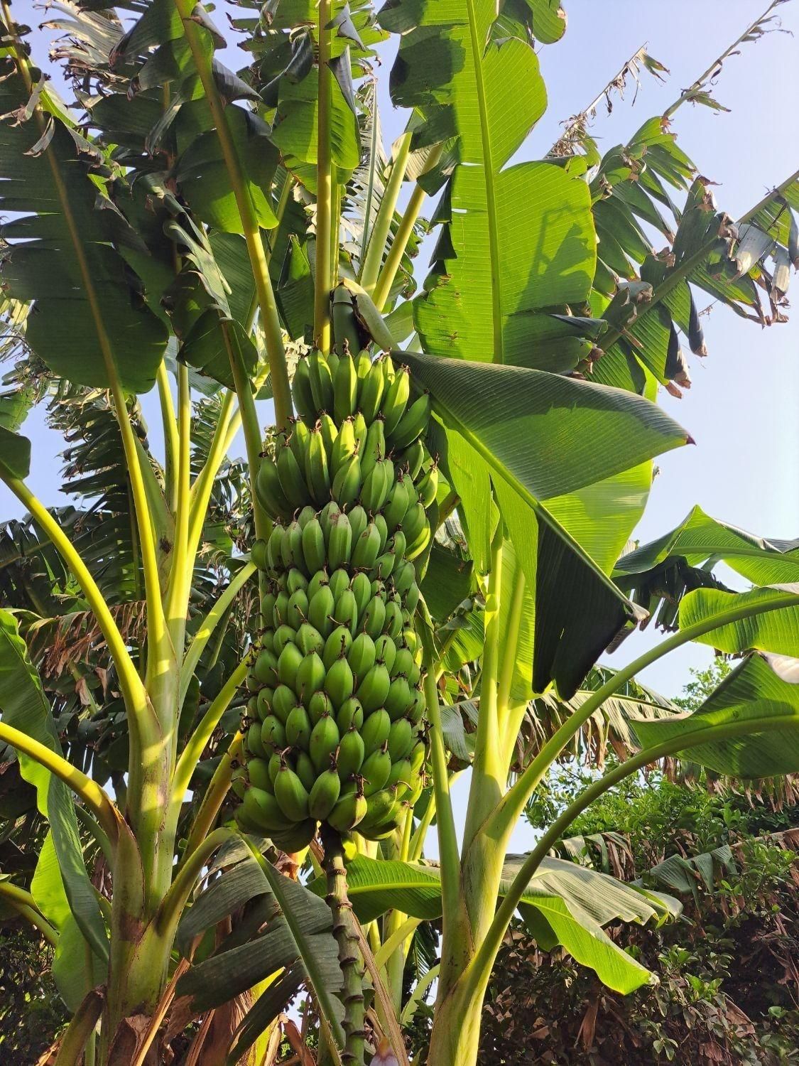 انوع نهال مرکبات و انبه و میوه های گرم سیری|خدمات باغبانی و درختکاری|بندرعباس, |دیوار