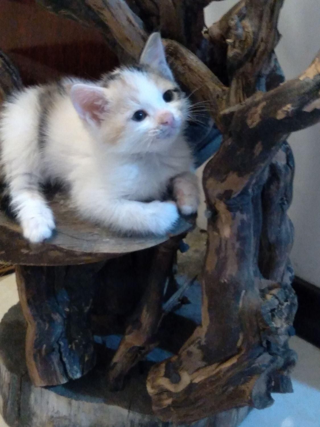 گربه یکساله و چهارماهه و|گربه|بجنورد, |دیوار