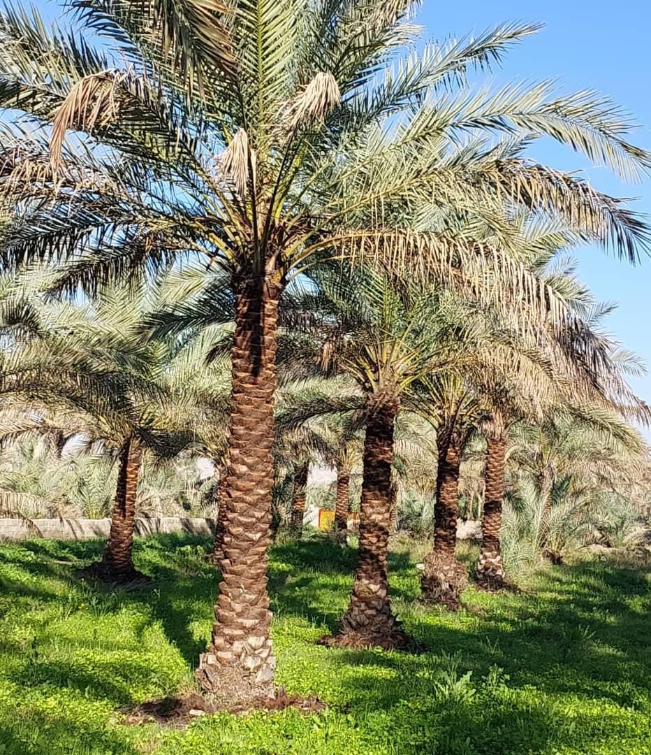 شهر سیرجان لایق زیباترین نخل ها|خدمات باغبانی و درختکاری|سیرجان, |دیوار