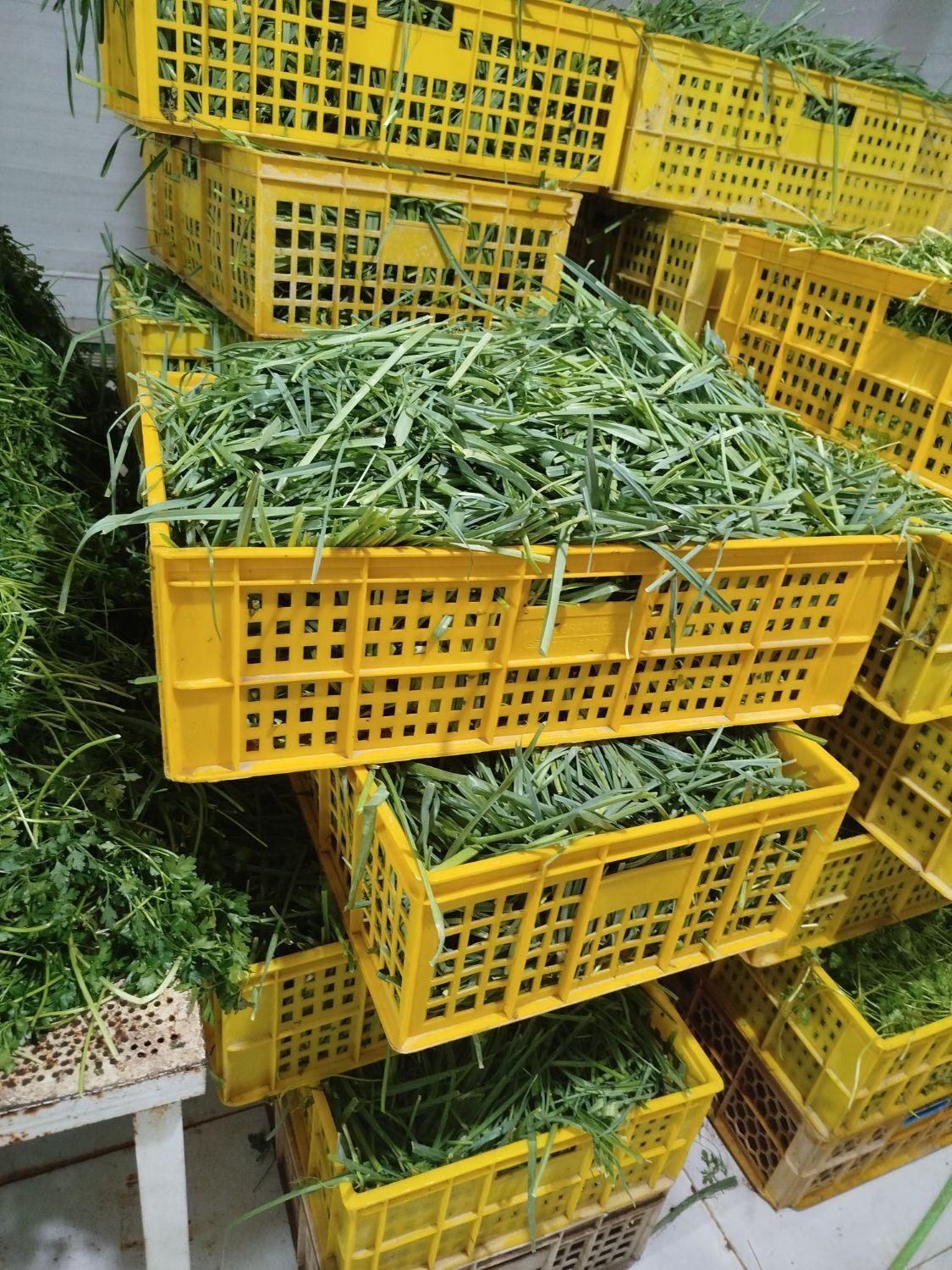 سبزی پاک شده وشسته شده|خوردنی و آشامیدنی|کرج, آق تپه|دیوار