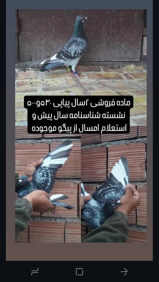 کبوتر جاده مابقه رفته|پرنده|گنبد کاووس, |دیوار