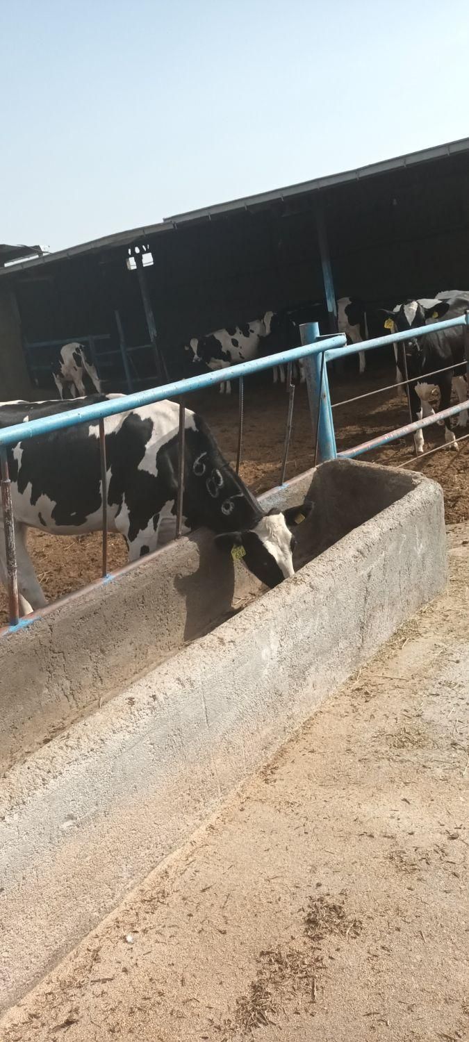 کارگر گاوداری|استخدام صنعتی، فنی، مهندسی|مشهد, چهاربرج|دیوار