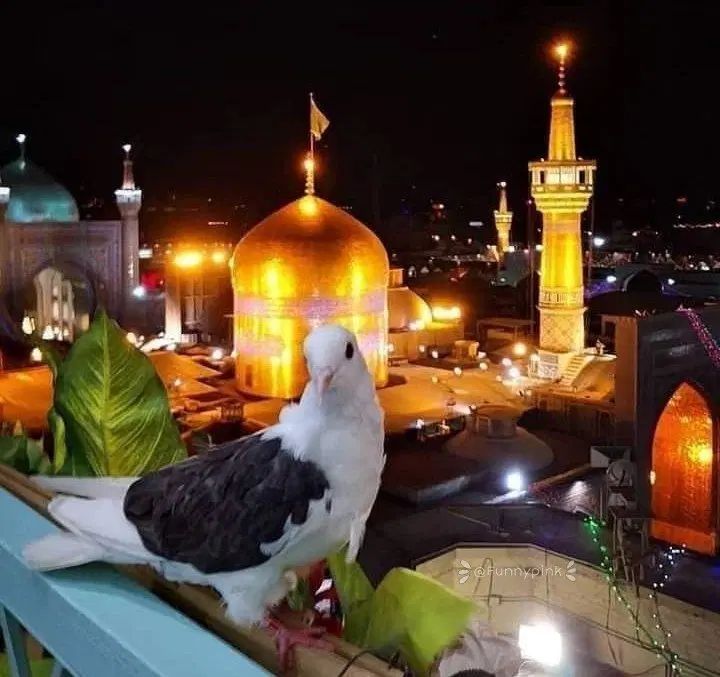 سفر ۶ روزه مشهد مقدس کاروان زیارتی علی اصغر|تور و چارتر|رشت, نخودچر|دیوار