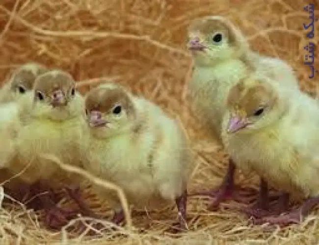 جوجه بوقلمون بیوتی واکسن خورده کاملا سالم|حیوانات مزرعه|شهریار, دهشاد بالا|دیوار