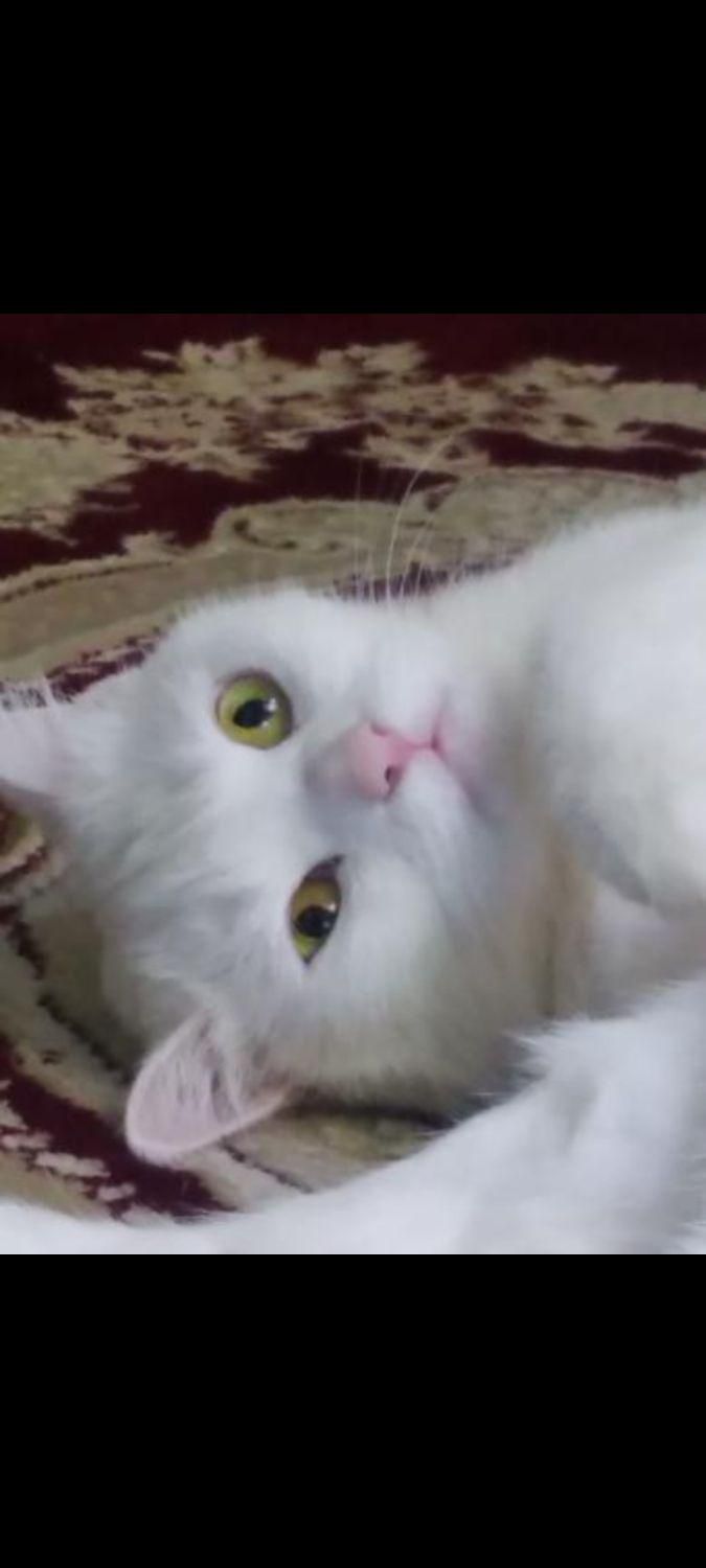 گربه پرشین پوزه دار|گربه|مراغه, |دیوار