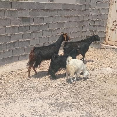 بز و کهره چاق|حیوانات مزرعه|بهبهان, |دیوار