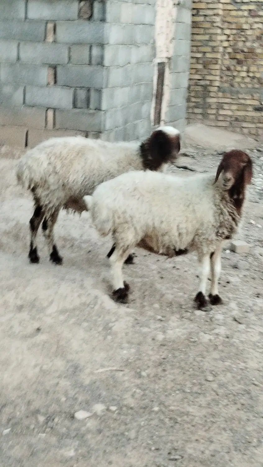 دوعددمیش جوان آبستن سه ماهه بشرط سونوگرافی|حیوانات مزرعه|مشهد, آبکوه|دیوار