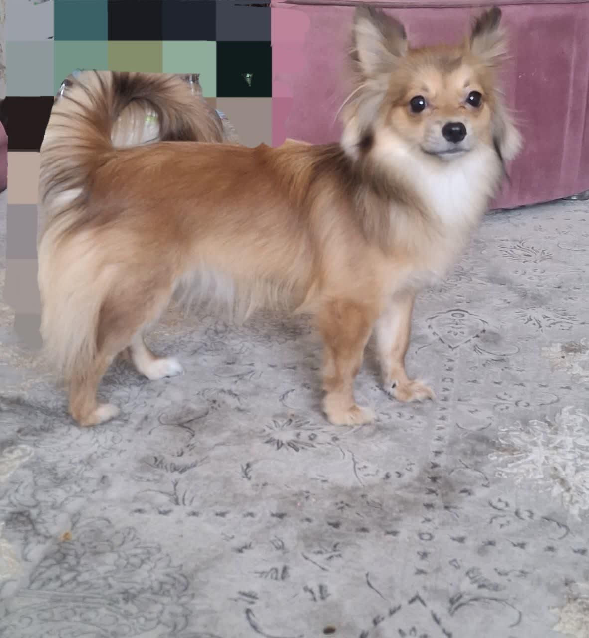 سگ پامر|سگ|گلبهار, شهر جدید گلبهار|دیوار