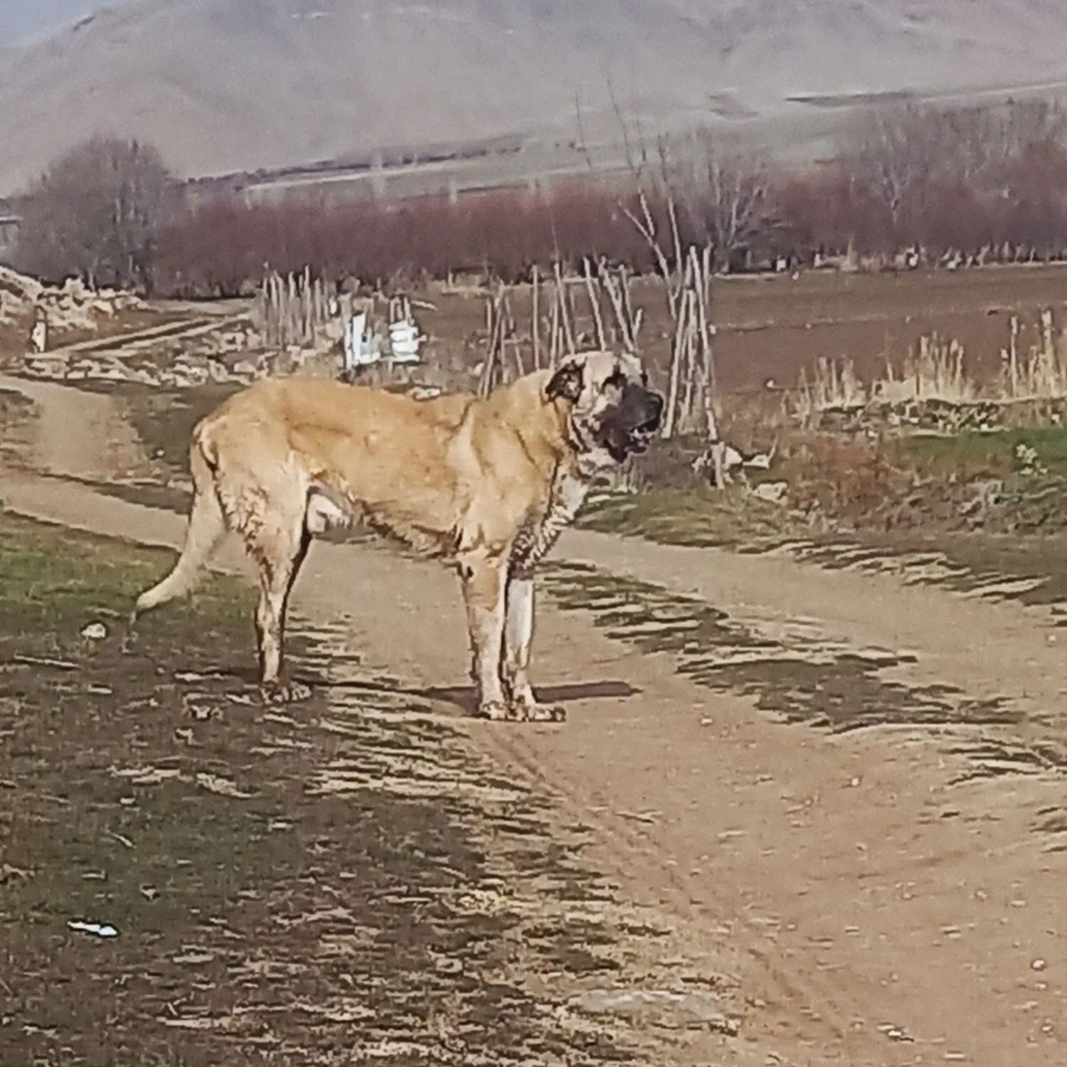سگ پژدر عراقی|سگ|تهران, آهنگ|دیوار