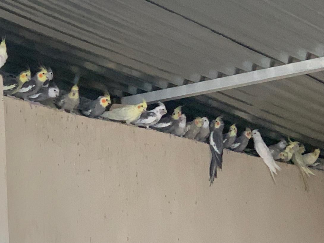 عروس هلندی|پرنده|لار, |دیوار