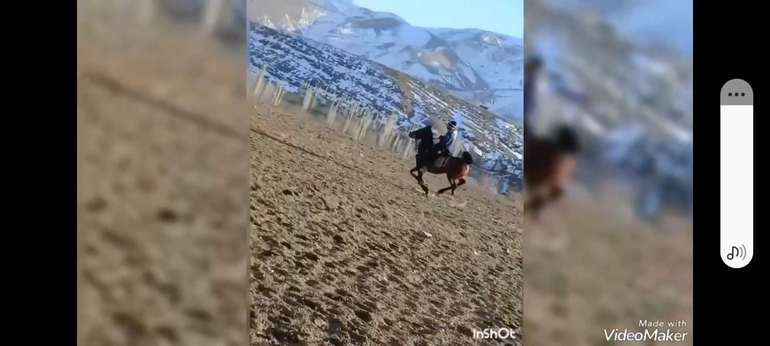 اسب مادیون آبستن با کره مادیون ۲ ماهه|اسب و تجهیزات اسب‌سواری|تهران, آذربایجان|دیوار
