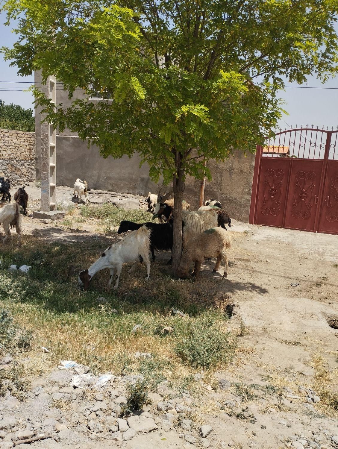 سلام دوستان نر بز جلو کش درشت به ضمانت فروشی|حیوانات مزرعه|قوچان, |دیوار