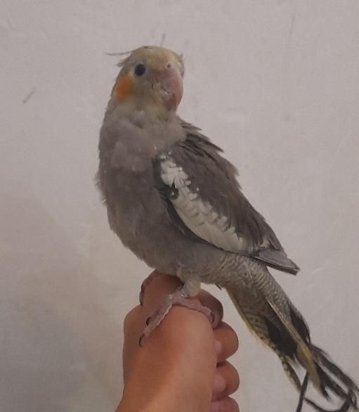 عروس هلندی|پرنده|رشت, حمیدیان|دیوار