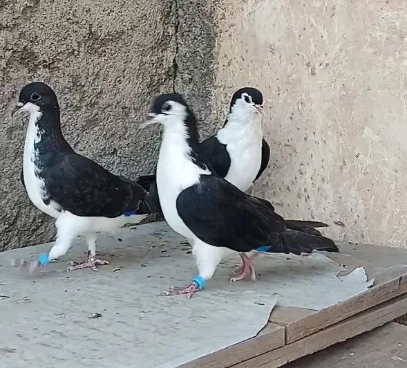 کفتر بوم ساده کلاغدم سیاه پاک  5 تا صید دونه ای100|پرنده|مشهد, حجاب (شهرک غرب)|دیوار