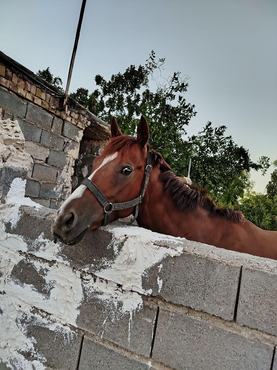 اسب نریان ۳ ساله|اسب و تجهیزات اسبسواری|مشهد, رباط طرق|دیوار