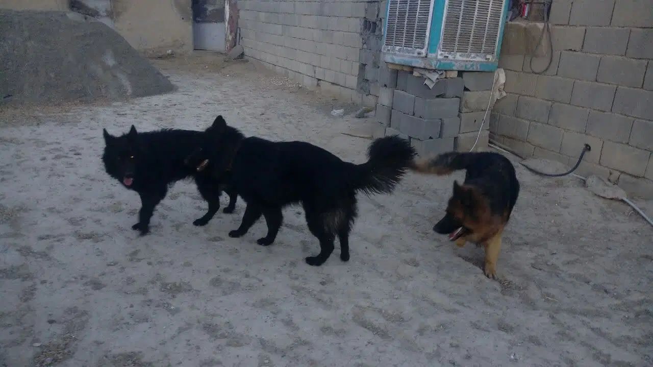 سگ ژرمن بلک اصل|سگ|اصفهان, بهارستان|دیوار