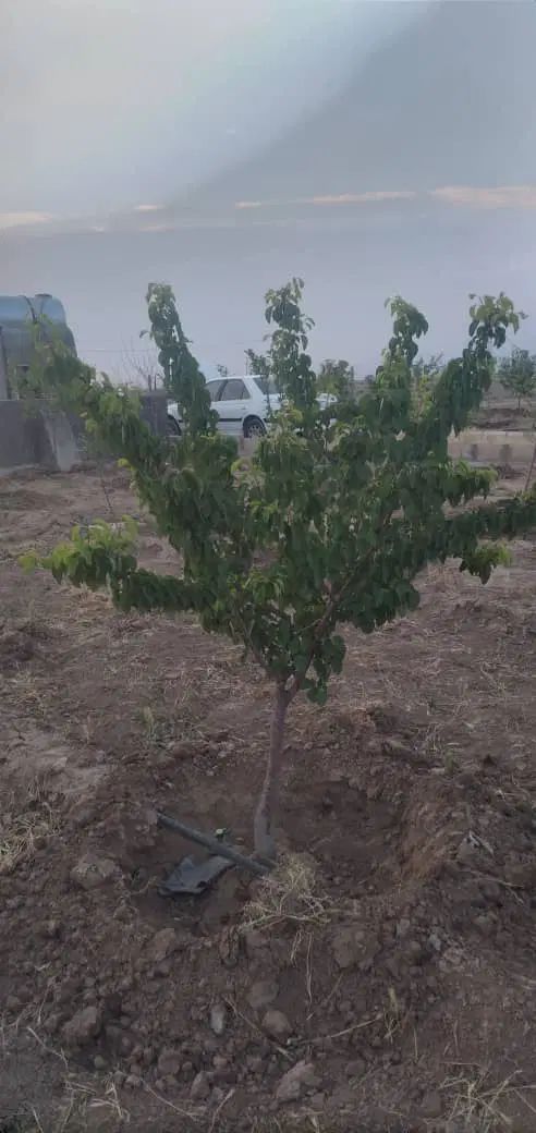فروش زمین ۱۵۰۰ متری درنظرآباد|فروش زمین و ملک کلنگی|کرج, گلشهر|دیوار