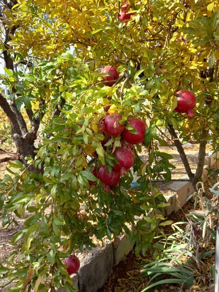 فروش زمین کارگاهی و باغ|فروش دفتر صنعتی، کشاورزی، تجاری|نجفآباد, شهدا|دیوار