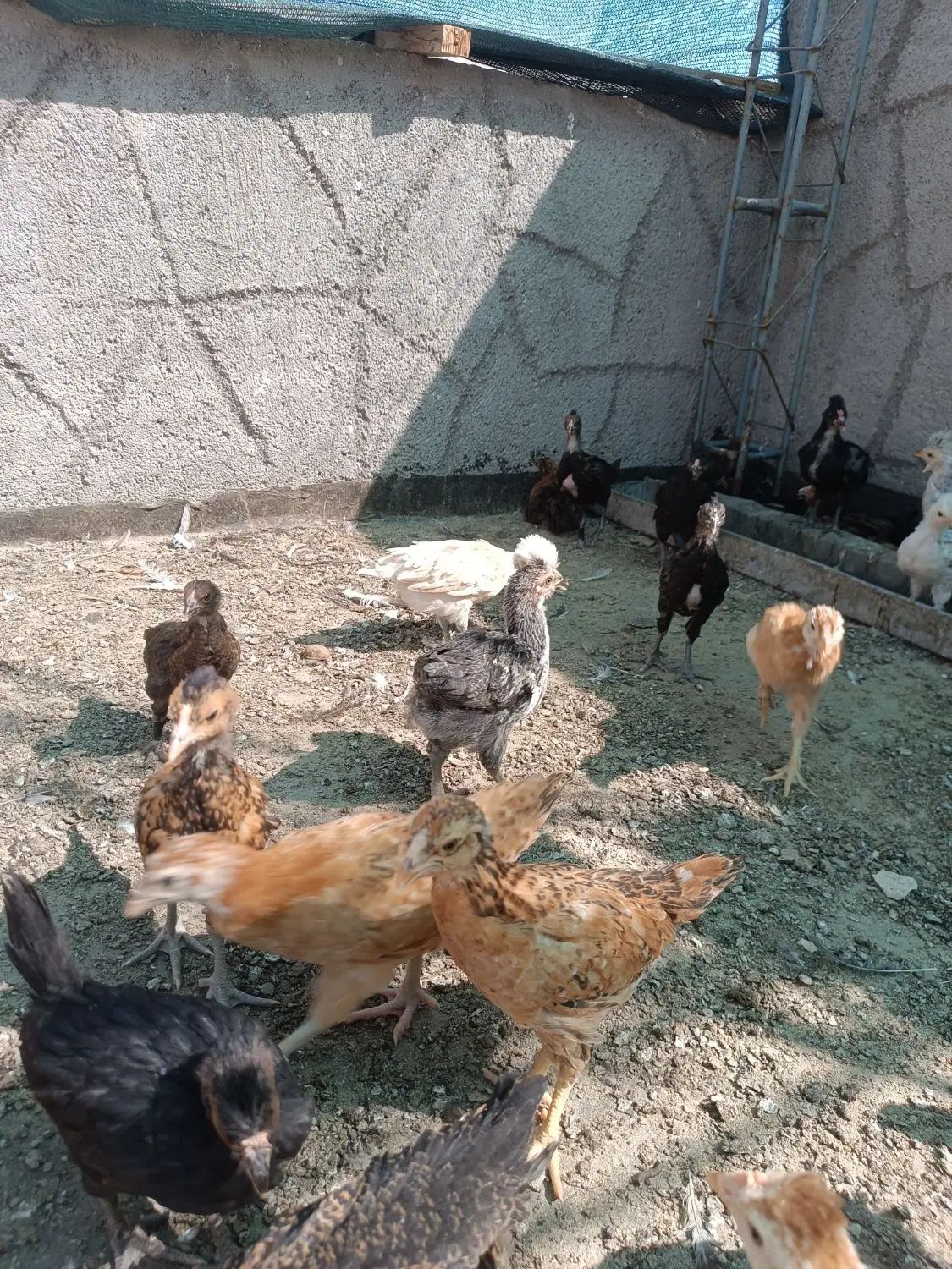 جوجه لاری برهما گلپایگان لهستانی جنگلی و دورگه|حیوانات مزرعه|مشهد, شهید احمدی روشن|دیوار