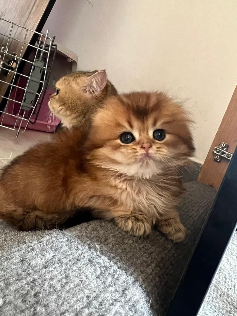 بچه گربه های بانمک و اشرافی(پرشین بریتیش اسکاتیش)|گربه|رشت, گلسار|دیوار