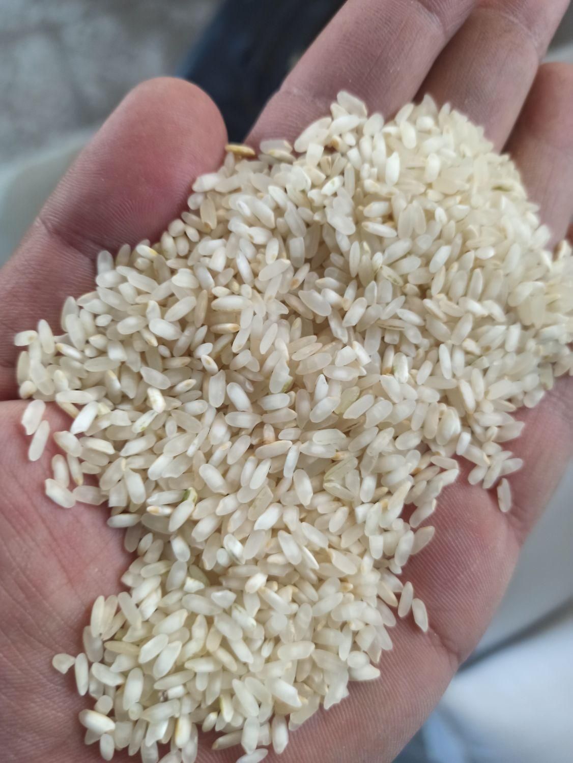 گران نخرید ،عنبربو و کامفیروز  قیمت جهاد کشاورزی|خوردنی و آشامیدنی|اصفهان, لنبان|دیوار
