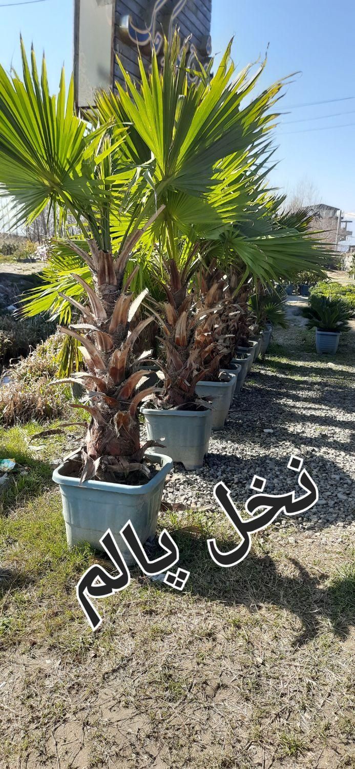 نهال درخت گل گلدان چنار گردو سرو کاج زیتون انجیر|گل و گیاه طبیعی|شیراز, رکن‌آباد|دیوار