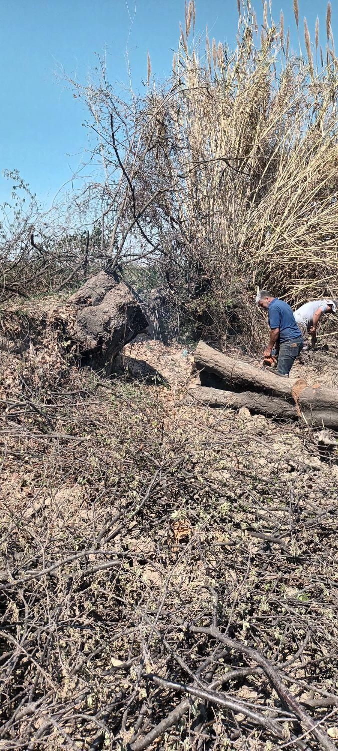 چوب ساختمانی یاباغی|خدمات باغبانی و درختکاری|گرگان, |دیوار