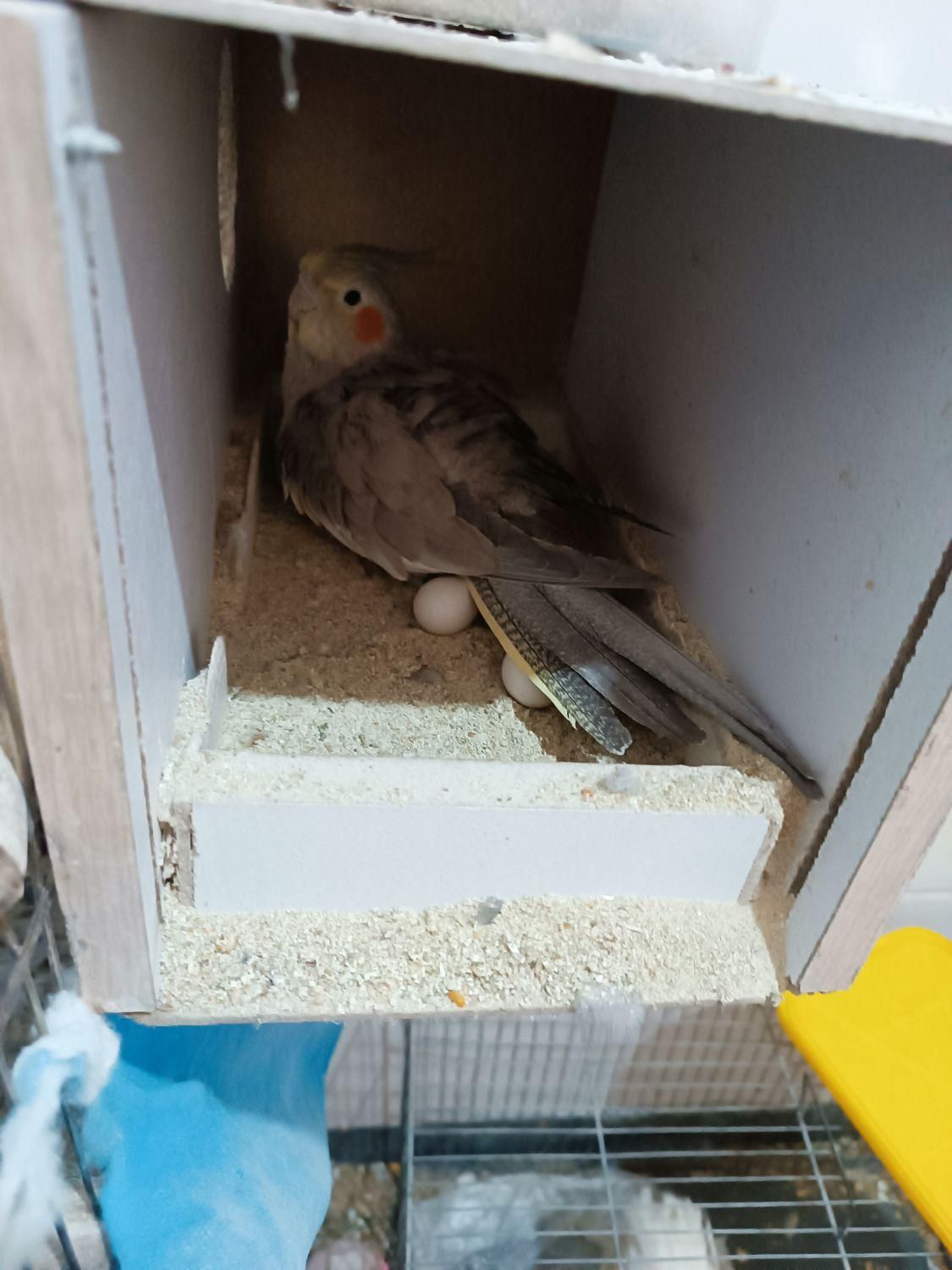 عروس مولد|پرنده|اراک, |دیوار