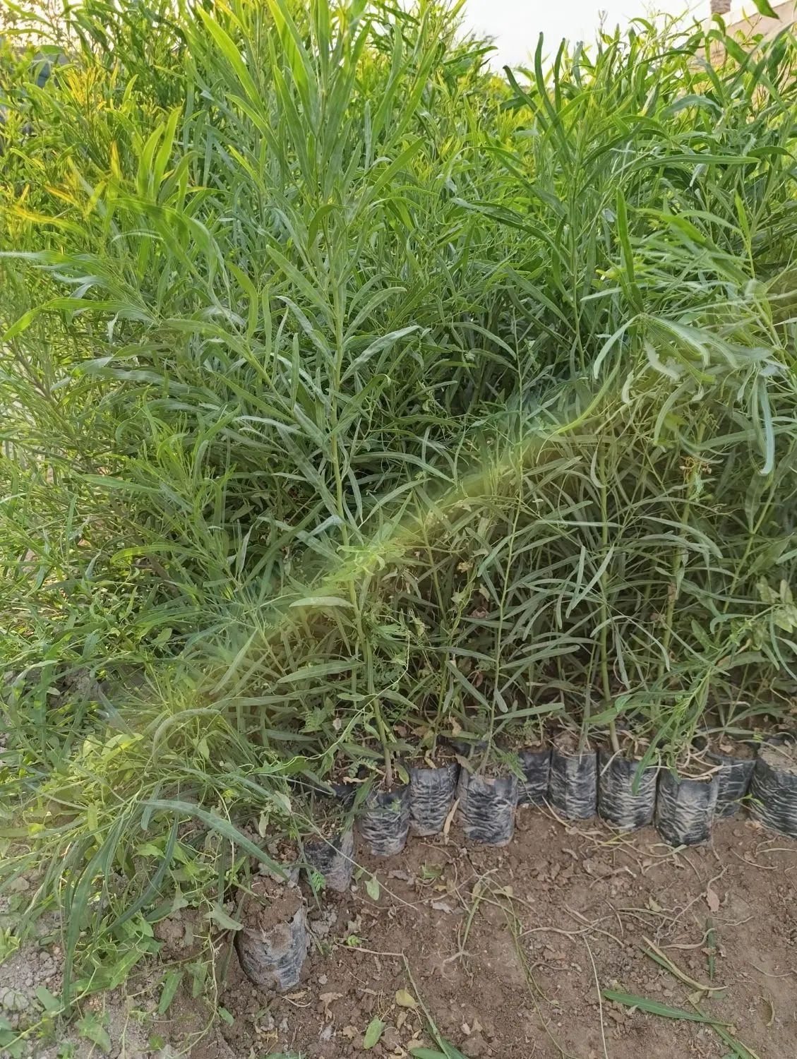 نهال اکاسیاه (بیدسیاه‌‌)۲۰تومن اکالیپتوس چوب سیاه|خدمات باغبانی و درختکاری|جهرم, |دیوار