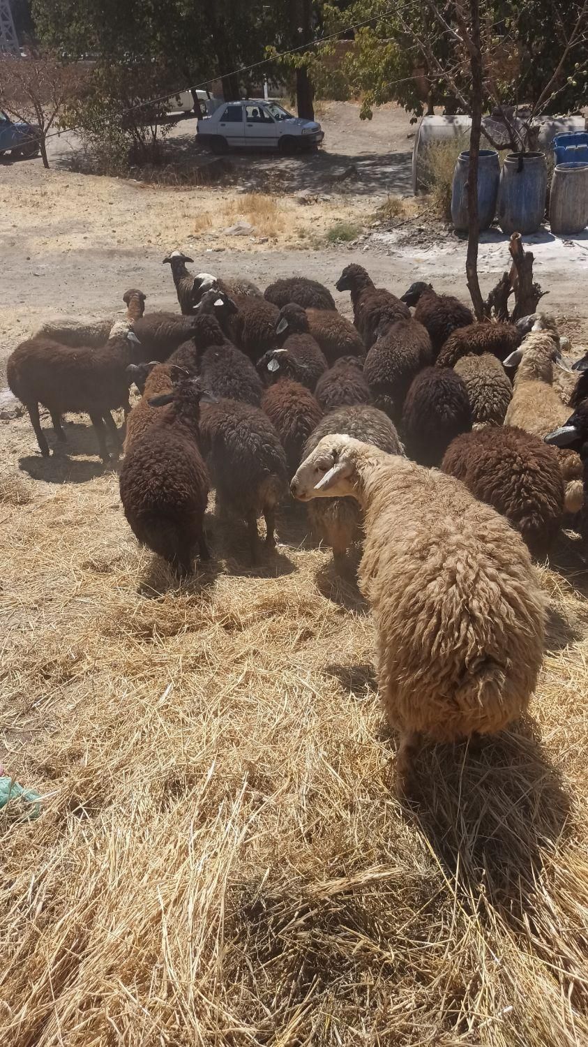 بره زنده ناقلا بی بلا/|حیوانات مزرعه|تهران, نیروی هوایی (پیروزی)|دیوار