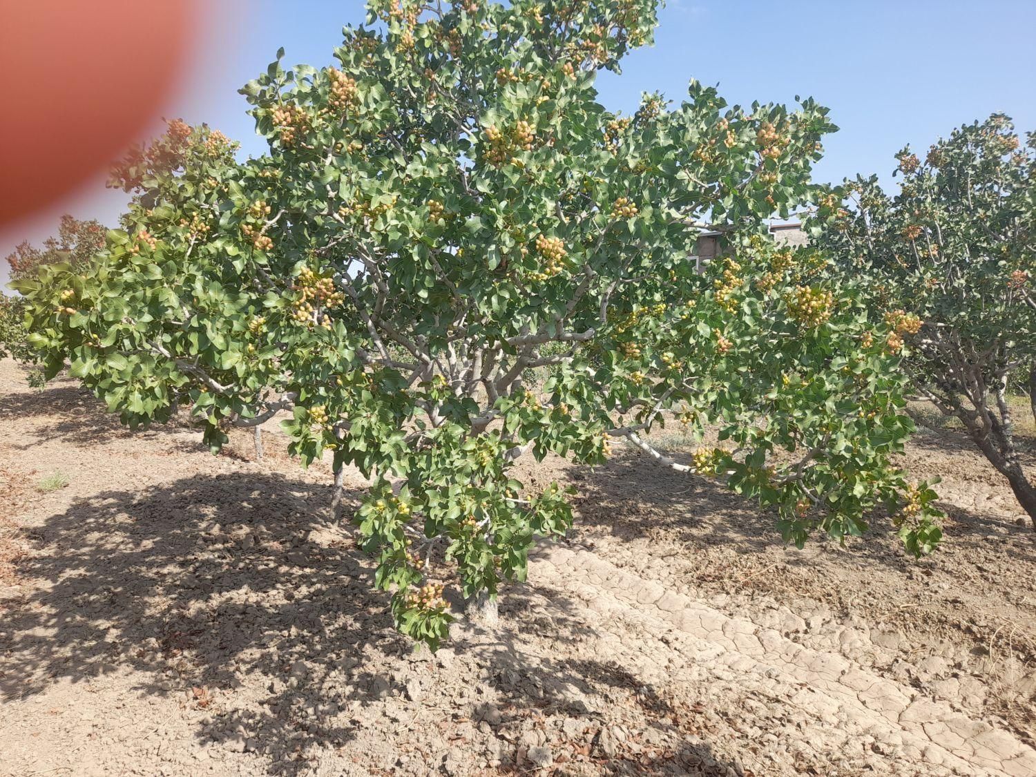 تصویر 5