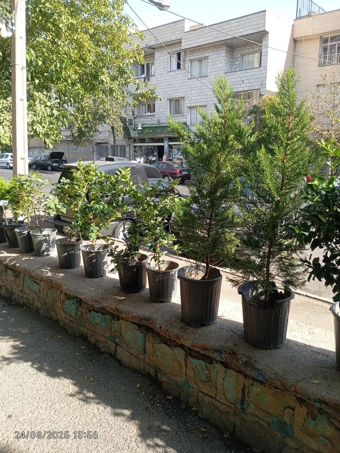 گیاهان باغچه ای با کیفیت فوق العاده|گل و گیاه طبیعی|تهران, شاهین|دیوار