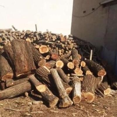 خریدار انواع چوب برش و خرید|خدمات باغبانی و درختکاری|شیراز, قصرالدشت|دیوار