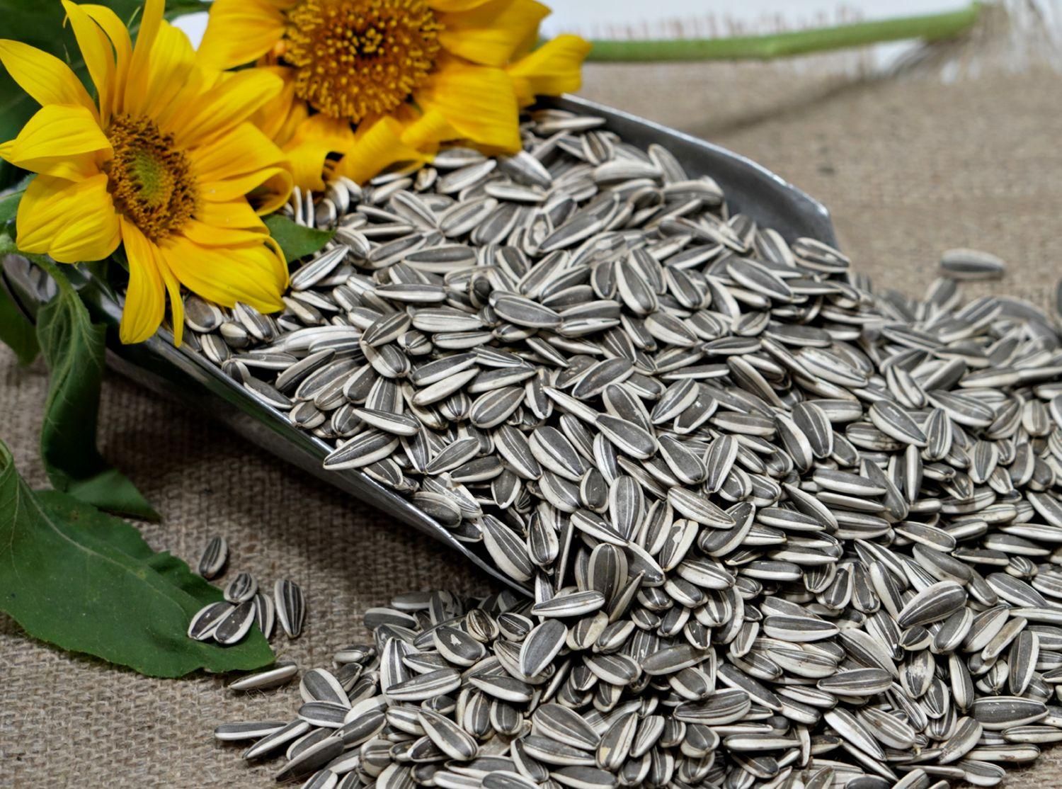 تخمه درجه 1|خوردنی و آشامیدنی|اصفهان, گلزار|دیوار